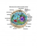Biología - Estructura y función celular