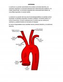 Arterias y venas.