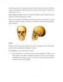 Cráneo-.La cabeza ósea