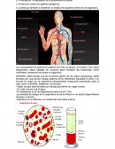 Resumen Sistema Circulatorio y Respiratorio.