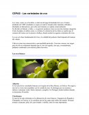 CEPAS - Las variedades de uva