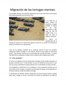 Migración de las tortugas marinas