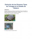 Extinción de los Diversos Tipos de Tortugas en el Estado de Tabasco