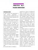 Histología - Práctica 07. Tejido nervioso