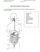 Taller Sistema digestivo y sistema urinario
