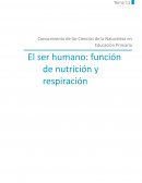 El ser humano: función de nutrición y respiración