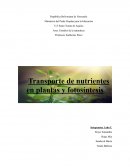 Transporte de nutrientes en plantas y fotosíntesis
