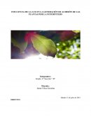 Influencia de la luz en la generación de almidón de las plantas por la fotosíntesis