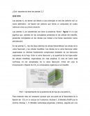 Plantas C4