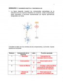 SEMINARIO 3: TRANSMISIÓN SINÁPTICA Y NEUROMUSCULAR