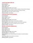 Datos de Plantas Justicia spicigera (Miucle)