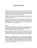 Lóbulo Occipital