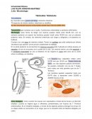TRICHURIS TRICHIURA
