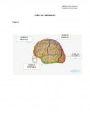 Lóbulos cerebrales