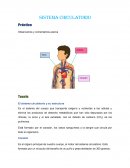 El sistema circulatorio y su estructura