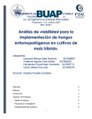 Análisis de viabilidad para la implementación de hongos entomopatógenos en cultivos de maíz híbrido