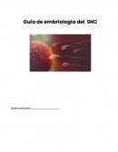 Guía de embriología del SNC