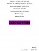 Ciclo de Krebs. Motor energético y centro metabólico de la célula