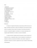 Liquenes. Ciclo de vida y reproducción de los líquenes